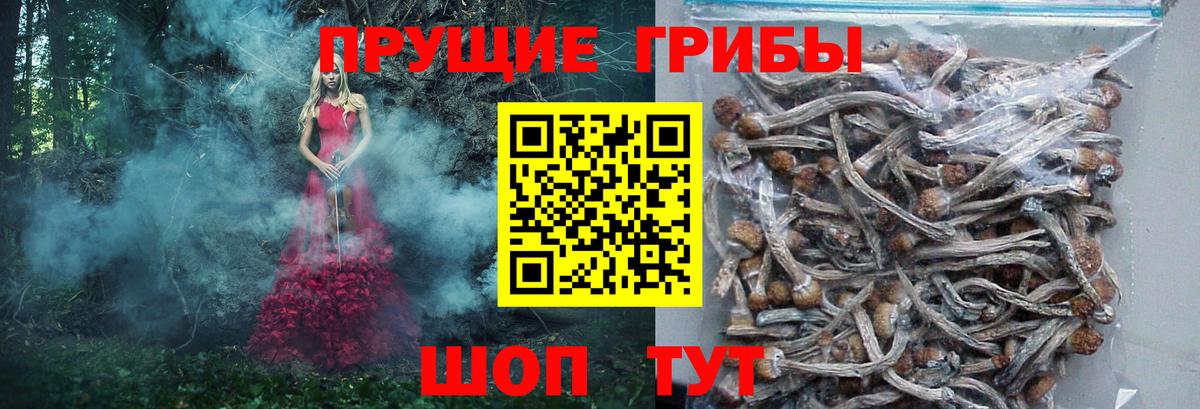 Псилоцибиновые грибы Psilocybine cubensis Ейск